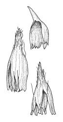 Macromitrium ligulaefolium, calyptrae.
 Image: R.C. Wagstaff © All rights reserved. Redrawn with permission from Vitt (1983). 